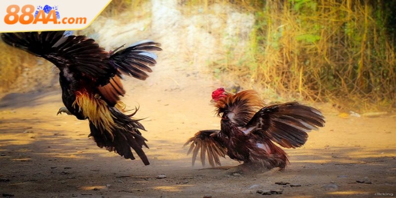 Đá gà nòi quy tụ những dòng chiến kê nổi tiếng được huấn luyện bài bản