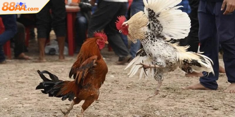 Đá gà cựa dao - Cuộc chiến tốc độ trên sàn đấu đỉnh cao 3 Trước mỗi trận đấu hai chiến kê sẽ được kiểm tra kỹ lưỡng về thể trạng