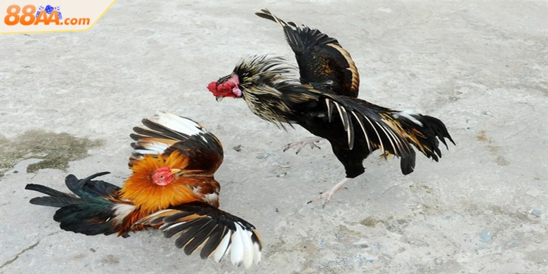 Đá gà nòi - Trải nghiệm những trận chọi kê đầy máu lửa 2 Đá gà nòi mang đến sự kịch tính trong từng trận đấu quyết liệt